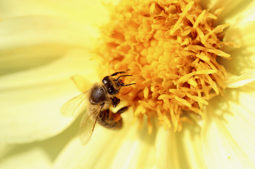 蜜を吸う蜜蜂