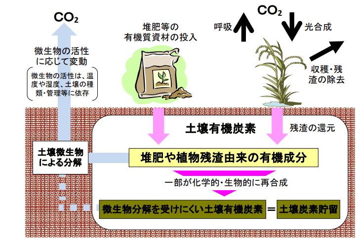 土壌炭素貯留の仕組み
