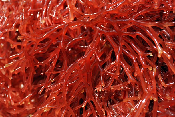 紅藻